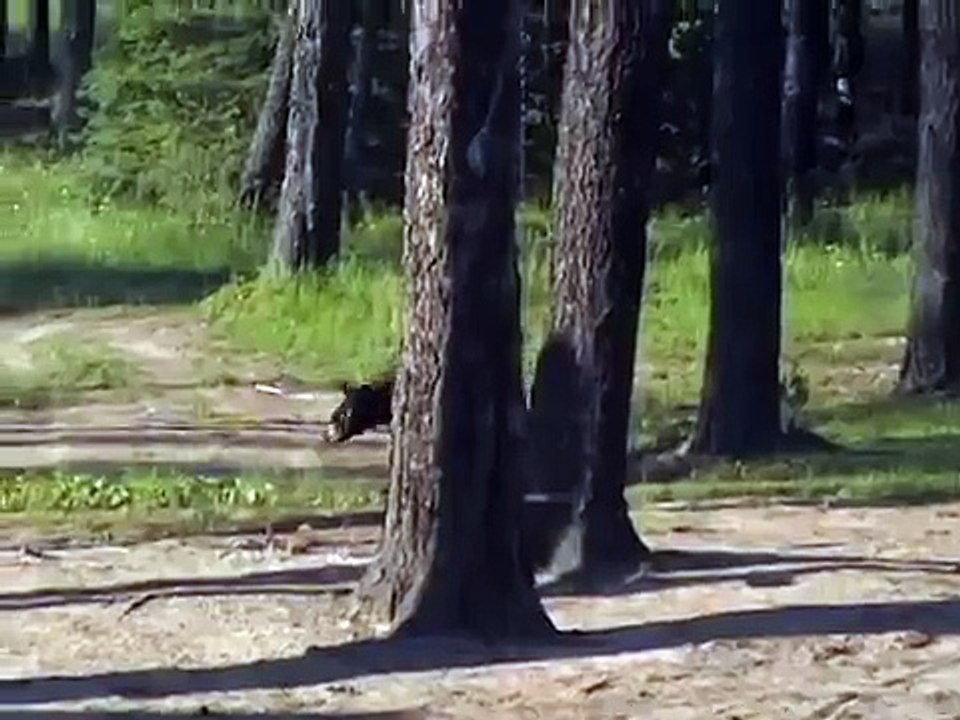 Bear siting