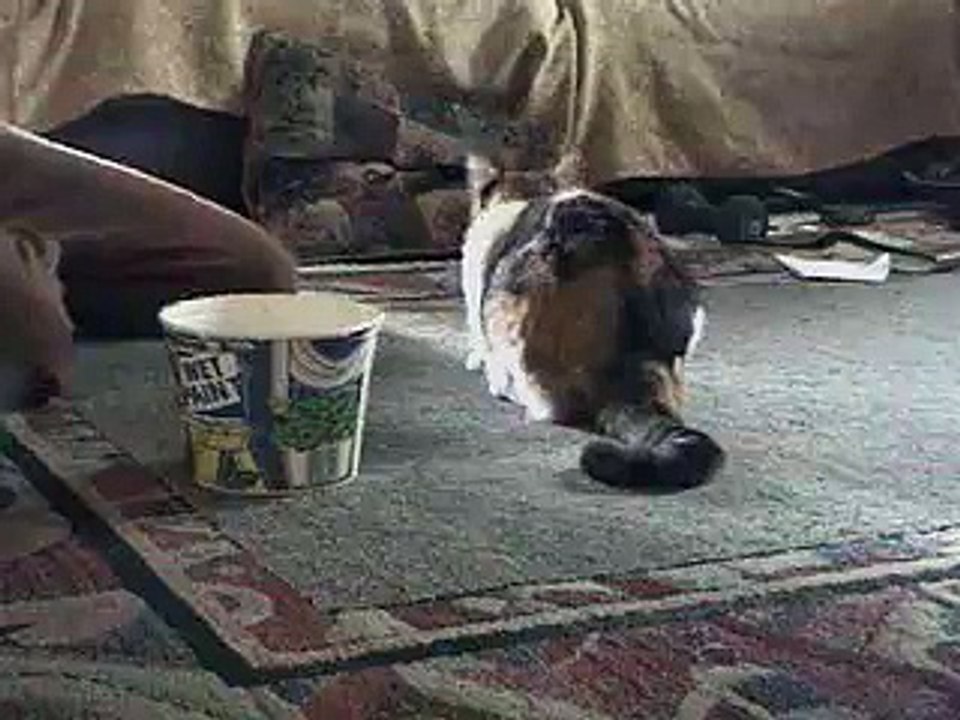 Cat training: shaping skills