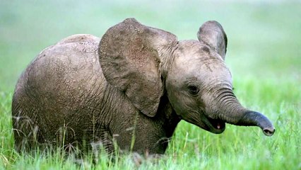Elephant Sounds and Elephant Pictures