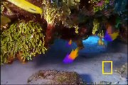 National Geographic - Fish