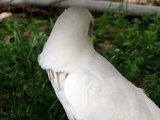 Frostie The Dancing Cockatoo:Acting Fierce! ©Karla K. Larsson