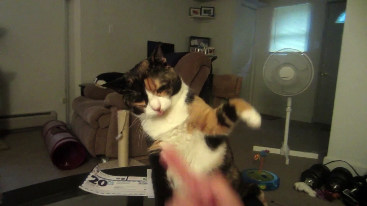 Il ne faut jamais jurer devant un chat !