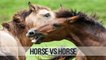 HORSE VS HORSE  - Animal vs Animal [HD]