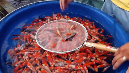 Hoshikin Koi Farm - 2011 Tosai Kohaku Selection - Koibito Japan