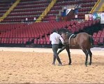 Hasta-Luego Spectacle Equestre  
