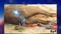 Watch live birth  ,Camel   live births