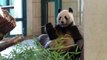 Zoo Wien Schönbrunn-Giant Pandas-Koala Bears-Vienna's Schonbrunn ZooThe worlds oldest zoo
