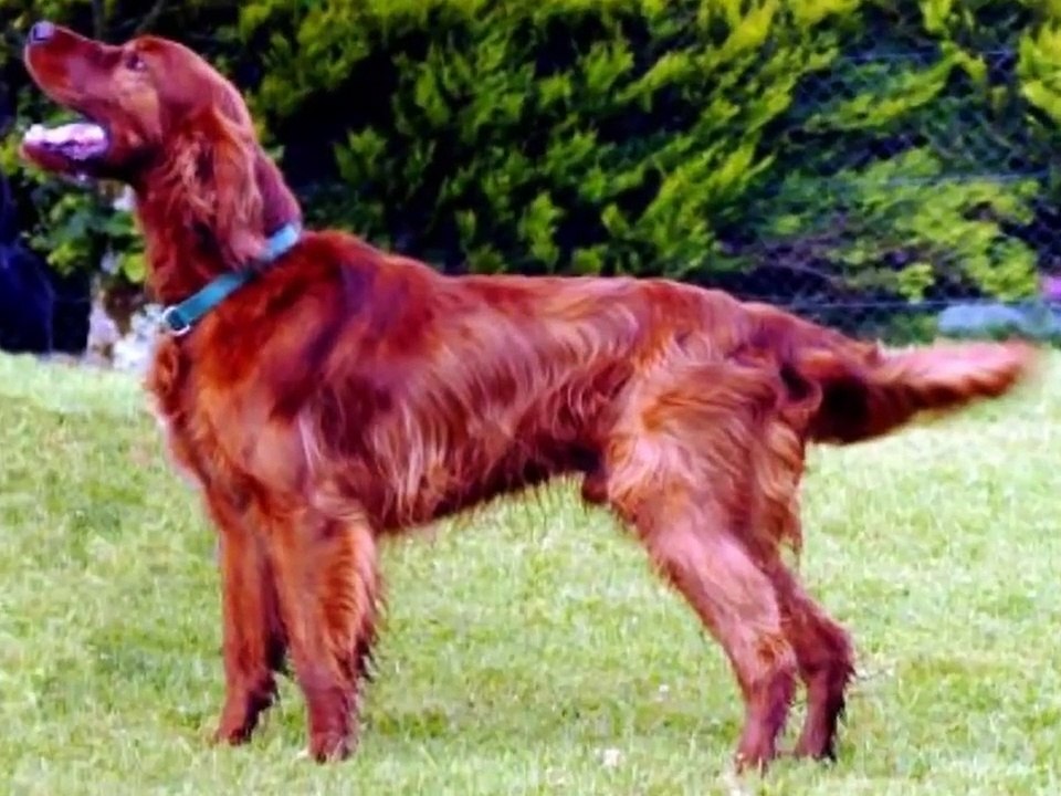 Dog - Who Let the Dogs Out? The Alphabet of Dog Breeds A-Z