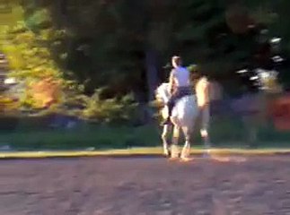 Arabian dressage horse flying changes