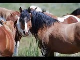 South Steens Wild Horses~June 2011