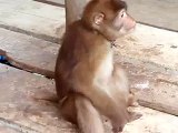 Chained Monkey in the Perfume Pagoda