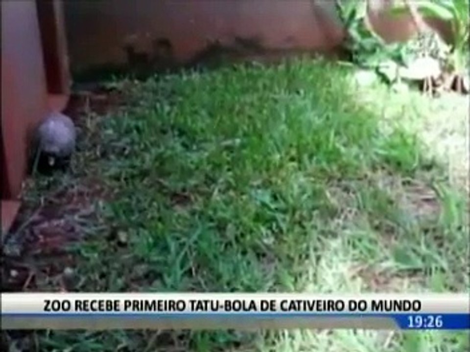 Tatu-bola