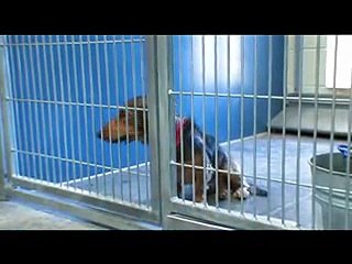 Dog found over 500 hundred miles from home