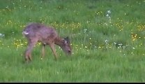 Impressionen aus einem Waldrevier im Frühling