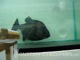 Piranha Feeding by AquaScapeOnline - Monsterfishkeepers.com
