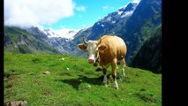 Ballade dans les Alpes Suisse