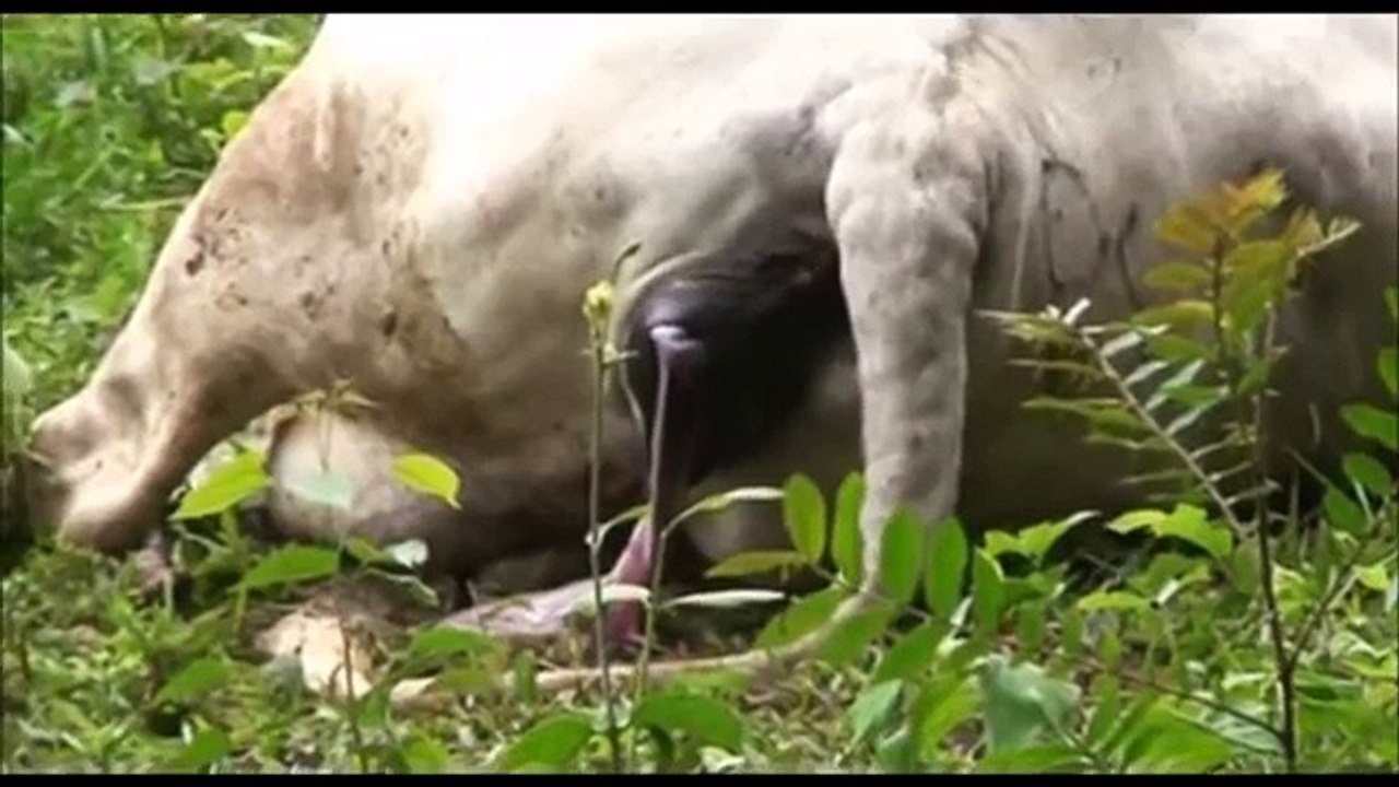 ANIMALS GIVING BIRTH - HORSE, COW, RABBIT, HEN, GOAT, PIG, GIRAFFE, ELEPHANT, CAT, DOG, DOLPHIN