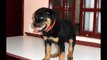 FILHOTE DE ROTTWEILER ZEUS 2 MESES Á 5 MESES