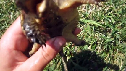 Snapping Turtle - Wild Juvenile