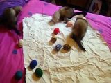 ferrets playing with eggs!