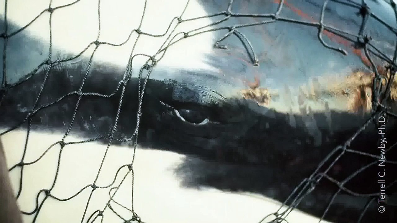 SeaWorld in 30 Seconds Flat