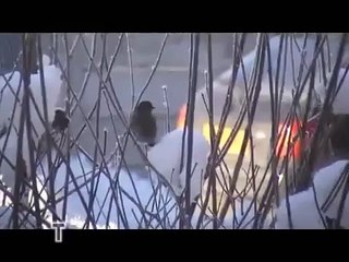 Tits on my big Fat Balls.wmv