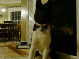 7 1/2 Month Old Akita showing Off her Tricks!