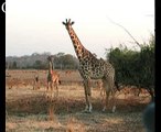 Giraffe  Animals Tiere Natur SelMcKenzie Selzer-McKenzie