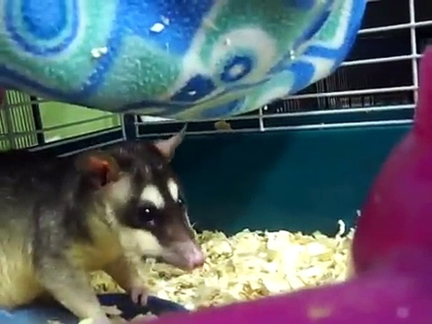 Four Eye Opossums Eating  FUNNY!