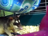 Four Eye Opossums Eating  FUNNY!