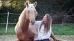 Marie Madec et ses chevaux: LIBERTE Entier palomino 5 ans et Hongre 8 ans