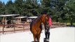 Equine Clicker Training -- at the Mounting Block