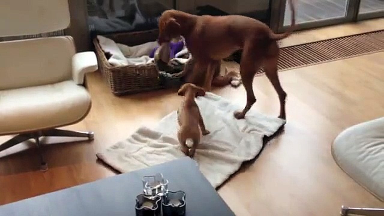 Ten our Vizsla meets Noa for the first time.
