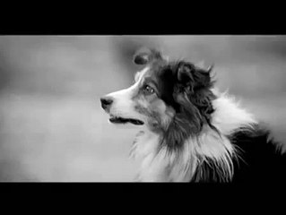 Specsavers: Collie Wobble