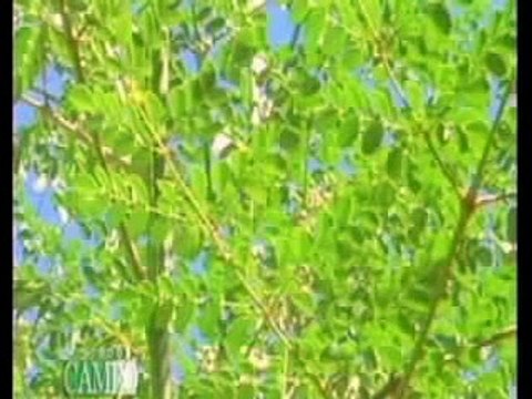 Moringa Oleífera, conocida como el árbol de la vida o el árbol milagro