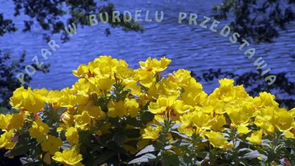 Kultura na wakacjach, TIRA RIRA RIRA