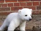 Knut Song Video - cute knut baby polar bear-www.90grad.at