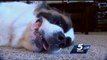 Family's St. Bernard smells gas, gets credited with saving lives