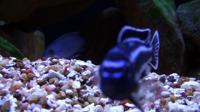 African Malawi Mbuna Cichlids Aquarium Malawi Lake