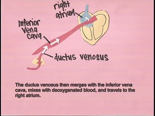The Wonders of Fetal Circulation