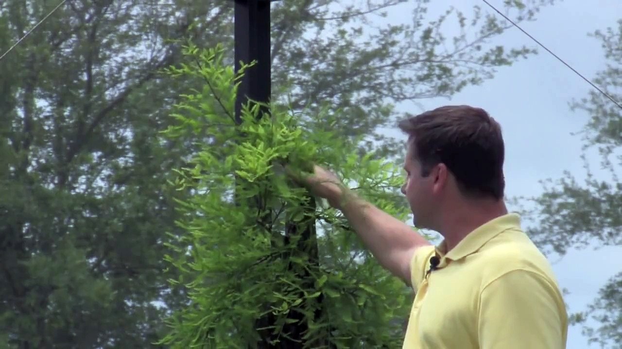 How To Bonsai - Sacrifice Branch Development