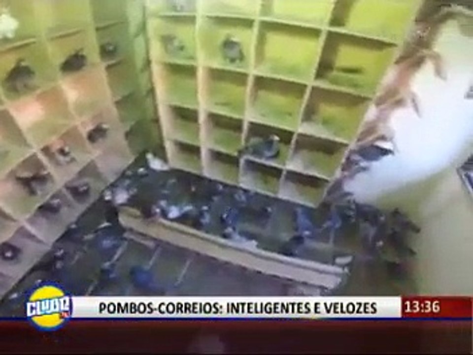 Pombo-correio