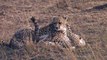 Masai Mara-Cheetah jumps on Safari Jeep
