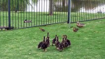 Rescued Ducklings Chase Mother Mallard