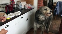 Irish Wolfhound dog catch triumph and then catch fail