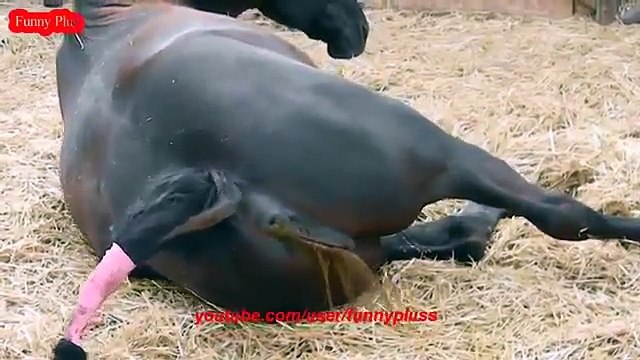 ✔ANIMALS Giving Birth HORSE Gives Birth to Baby So Cute!