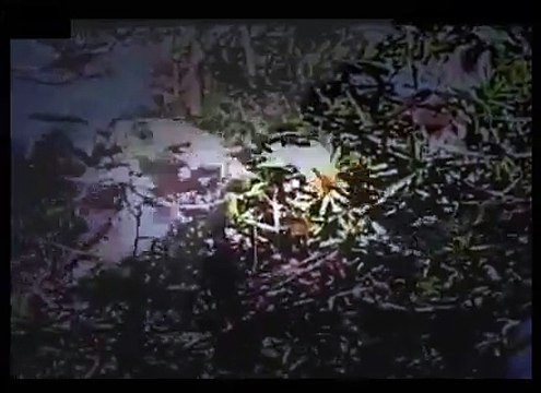 ʬ Dangerous Animals PIRANHA FEEDING FRENZY Discovery Animals Nature 360 MQ Discovery News