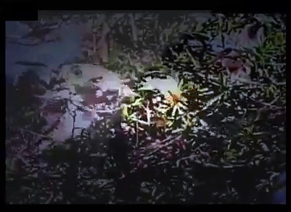 ʬ Dangerous Animals   PIRANHA FEEDING FRENZY   Discovery   Animals   Nature   360 MQ Discovery News