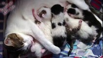 Newborn kittens feeding .