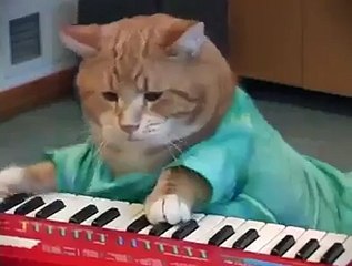 Keyboard Cat _ Cat Playing Keyboard